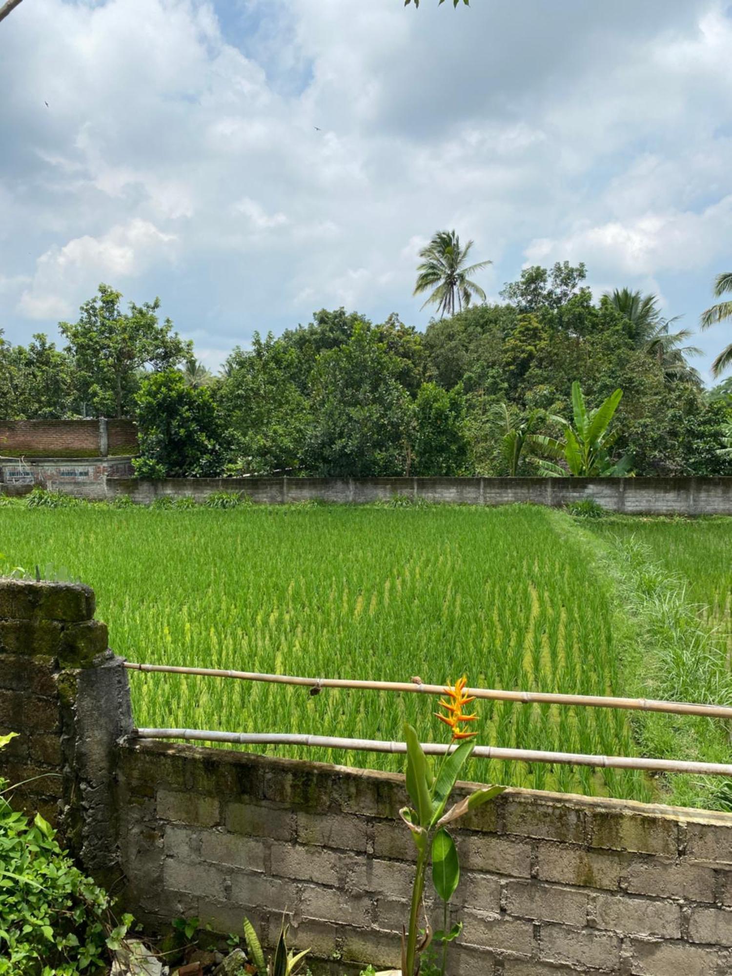 Kembang Kuning Cottages Tetebatu Exteriör bild